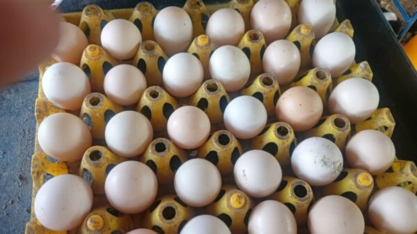 Telur ayam kampung